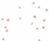 Immunocytochemistry - Anti-LRRC19 antibody (AB106657)