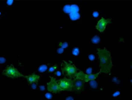 Immunocytochemistry/ Immunofluorescence - Anti-LRRC25/MAPA antibody [OTI1D9] (AB236395)