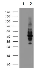 Western blot - Anti-LRRC25/MAPA antibody [OTI1D9] (AB236395)