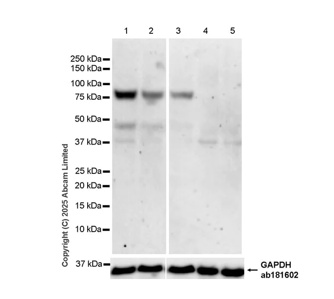 Western blot - Anti-LRRC32 antibody [EPR30414-152] - BSA and Azide free (AB325350)