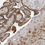 Immunohistochemistry (Formalin/PFA-fixed paraffin-embedded sections) - Anti-LRRC45 antibody (AB121842)