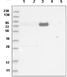 Western blot - Anti-LRRC45 antibody (AB121842)