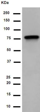 Western blot - Anti-LRRC49 antibody [EP13611] - BSA and Azide free (AB284843)