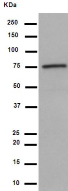 Western blot - Anti-LRRC49 antibody [EP13611] - BSA and Azide free (AB284843)