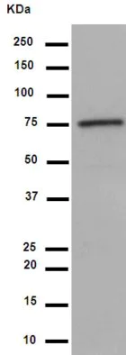 Western blot - Anti-LRRC49 antibody [EP13611] - BSA and Azide free (AB284843)