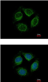 Immunocytochemistry/ Immunofluorescence - Anti-LRRC4C antibody (AB111572), expandable thumbnail