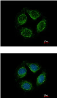 Immunocytochemistry/ Immunofluorescence - Anti-LRRC4C antibody (AB111572)