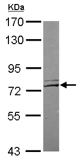 Western blot - Anti-LRRC4C antibody (AB111572)