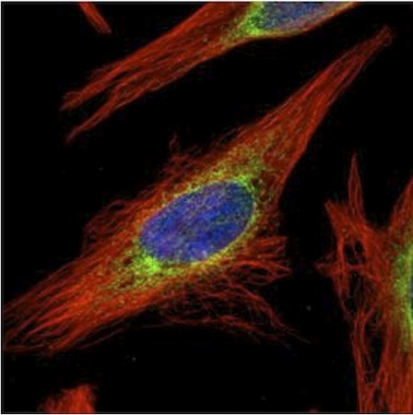 Immunocytochemistry/ Immunofluorescence - Anti-LRRC59 antibody (AB127912)