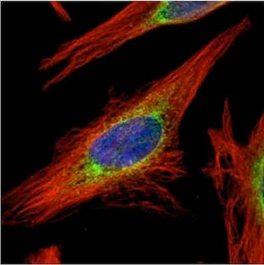 Immunocytochemistry/ Immunofluorescence - Anti-LRRC59 antibody (AB127912)