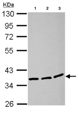 Western blot - Anti-LRRC59 antibody (AB127912)
