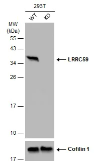 Western blot - Anti-LRRC59 antibody (AB127912)