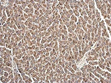 Immunohistochemistry (Formalin/PFA-fixed paraffin-embedded sections) - Anti-LRRC59 antibody (AB184143)