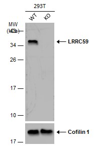 Western blot - Anti-LRRC59 antibody (AB184143), expandable thumbnail