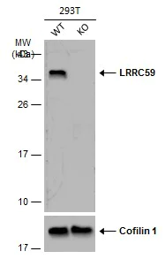 Western blot - Anti-LRRC59 antibody (AB184143)