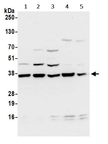 Western blot - Anti-LRRC59 antibody (AB241588)