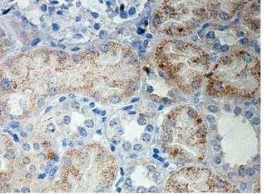 Immunohistochemistry (Formalin/PFA-fixed paraffin-embedded sections) - Anti-LRRC8A antibody (AB157489)