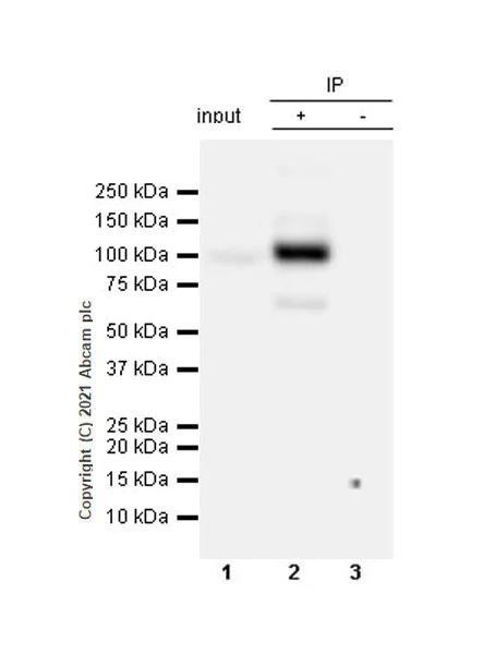 Immunoprecipitation - Anti-LRRC8A antibody [EPR23402-29] - BSA and Azide free (AB284391)