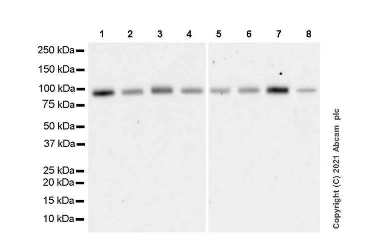 Western blot - Anti-LRRC8A antibody [EPR23402-29] - BSA and Azide free (AB284391)
