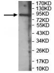Western blot - Anti-LRRC8E antibody (AB201188)