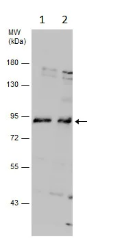 Western blot - Anti-LRRFIP1 antibody (AB229466)