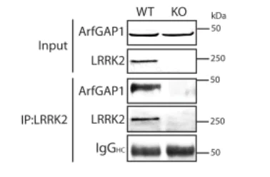 Immunoprecipitation - Anti-LRRK2 antibody [MJFF2 (c41-2)] (AB133474)