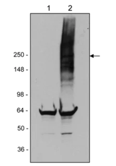 Western blot - Anti-LRRK2 antibody [MJFF2 (c41-2)] (AB133474)