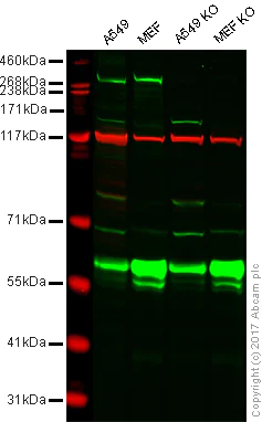 Western blot - Anti-LRRK2 antibody [MJFF2 (c41-2)] (AB133474)