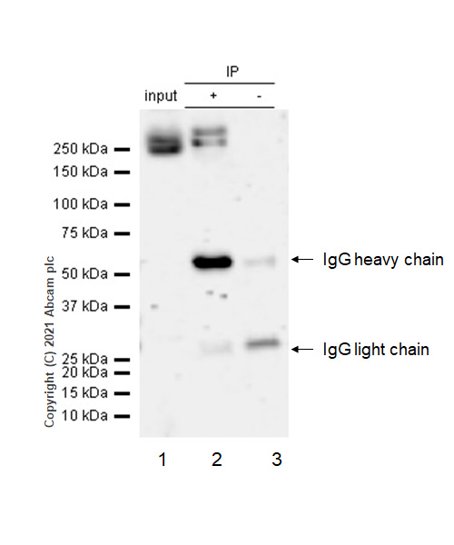 Immunoprecipitation - Anti-LRRK2 antibody [MJFF2 (c41-2)] - BSA and Azide free (AB172378)