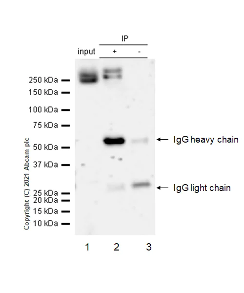 Immunoprecipitation - Anti-LRRK2 antibody [MJFF2 (c41-2)] - BSA and Azide free (AB172378)