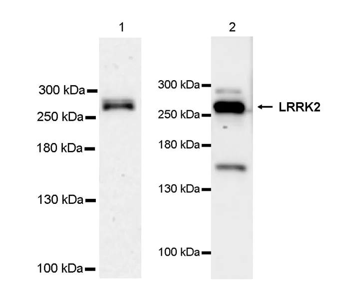 Western blot - Anti-LRRK2 antibody [MJFF2 (c41-2)] - Chicken IgY (Chimeric) (AB325488)
