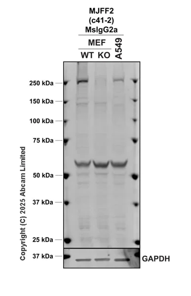 Western blot - Anti-LRRK2 antibody [MJFF2 (c41-2)] - Mouse IgG2a (Chimeric) (AB325167)