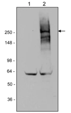 Western blot - Anti-LRRK2 antibody [MJFF3 (c69-6)] (AB133475)