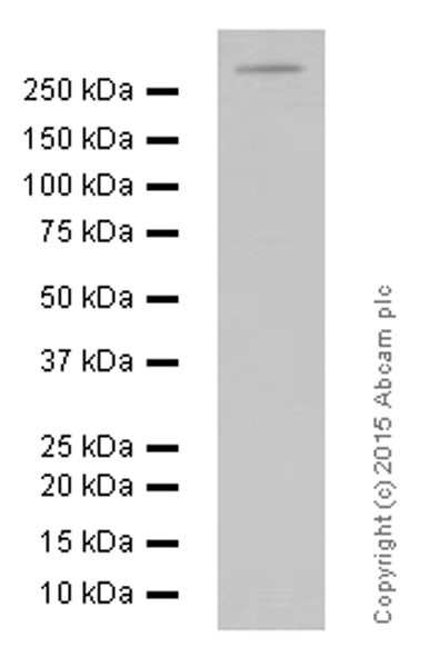 Western blot - Anti-LRRK2 antibody [MJFF3 (c69-6)] - BSA and Azide free (AB183216), expandable thumbnail