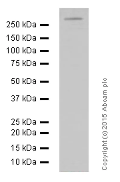 Western blot - Anti-LRRK2 antibody [MJFF3 (c69-6)] - BSA and Azide free (AB183216)