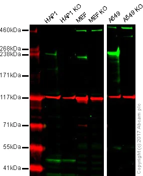 Western blot - Anti-LRRK2 antibody [MJFF4 (c81-8)] - Low endotoxin, Azide free (AB205335)