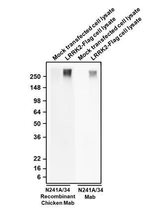 Western blot - Anti-LRRK2 antibody [N241A/34] - Chicken IgY (Chimeric) (AB325673)