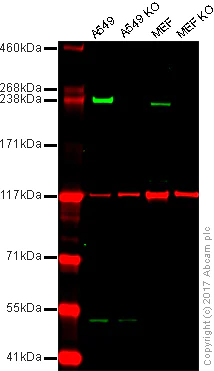 Western blot - Anti-LRRK2 antibody [UDD3 30(12)] (AB133518)