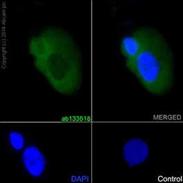 Immunocytochemistry/ Immunofluorescence - Anti-LRRK2 antibody [UDD3 30(12)] - BSA and Azide free (AB170993)