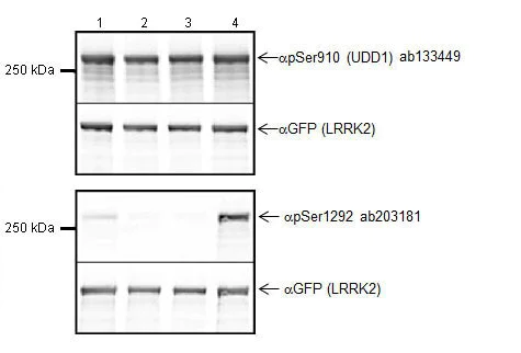 Anti-LRRK2 (phospho S1292) antibody [MJFR-19-7-8] (ab203181