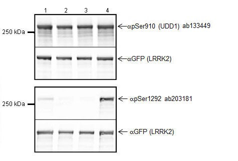 Western blot - Anti-LRRK2 (phospho S1292) antibody [MJFR-19-7-8] - Low endotoxin, Azide free (AB206035)