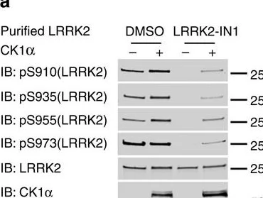 Western blot - Anti-LRRK2 (phospho S935) antibody [UDD2 10(12)] (AB133450)