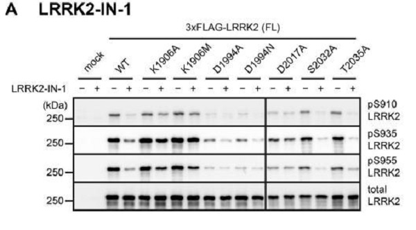 Western blot - Anti-LRRK2 (phospho S935) antibody [UDD2 10(12)] (AB133450), expandable thumbnail