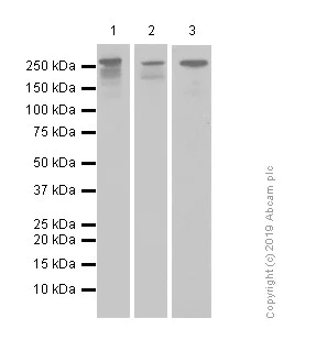 Western blot - Anti-LRRK2 (phospho S935) antibody [UDD2 10(12)] - BSA and Azide free (AB172382)