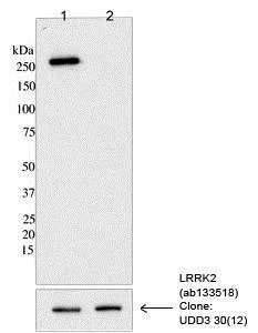 Western blot - Anti-LRRK2 (phospho S973) antibody [MJF-R12 (37-1)] - BSA and Azide free (AB250490)