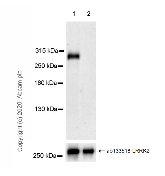 Western blot - Anti-LRRK2 (phospho T1357) antibody [MJF-R29-52] - BSA and Azide free (AB270617), expandable thumbnail