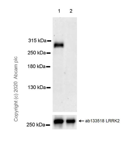 Western blot - Anti-LRRK2 (phospho T1357) antibody [MJF-R29-52] - BSA and Azide free (AB270617)