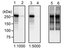 Western blot - Anti-LRRK2 (phospho T1503) antibody [MJF-R6 (227-1a)] - BSA and Azide free (AB249095)