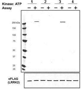 Western blot - Anti-LRRK2 (phospho T2483) antibody [MJF-R8 (21-2e)] - BSA and Azide free (AB249271)