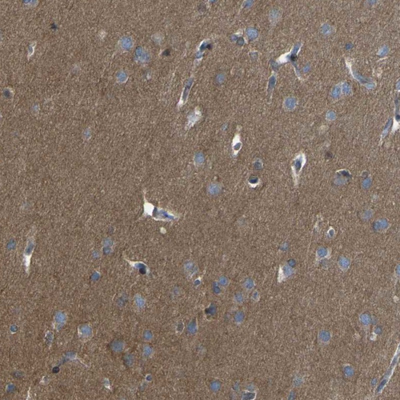 Immunohistochemistry (Formalin/PFA-fixed paraffin-embedded sections) - Anti-LRRN1 antibody (AB121332)